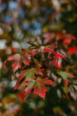 Colorful autumn leaves on a tree showcasing vibrant red and green hues in a serene outdoor setting