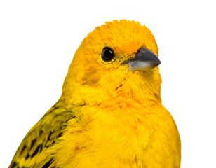 Close-up Portrait of a Yellow Bird
