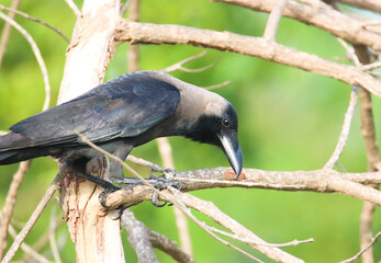 A house crow perched on a branch