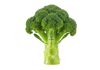 Isolated Fresh broccoli floret ready for cooking a healthy meal or salad, vibrant color