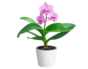 Minimalist Orchid Plant in White Pot PNG