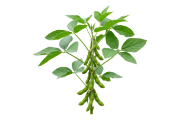 Isolated plant of soybean showing pods growing on the stem still green and fresh