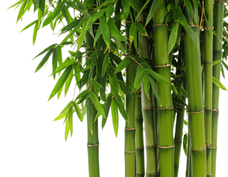 Fresh Green Bamboo Plant Isolated PNG