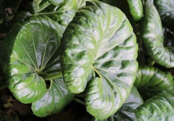 Obraz premium close up of green leaves