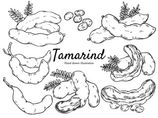 Set of hand drawn tamarind outline drawing illustration