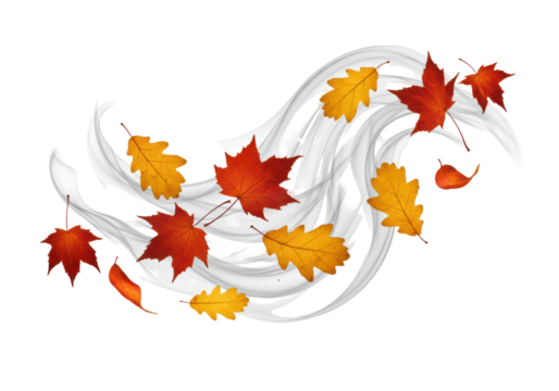 Isolated Fall leaves and wind swirling across a white surface in autumn season design