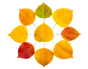 Top View Collection of Autumn Leaves in Warm Tones Isolated on White (2)