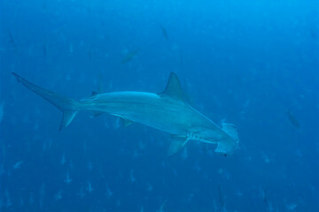 Scalloped Hammerhead Shark Swimming Gracefully in Deep Blue Ocean – Marine Wildlife Underwater Photography