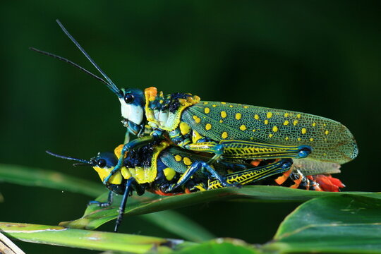 Spotted Grasshopper (Aularches Miliaris ) The tegmina are green with many yellow spots; the legs are blue, with a yellow serrated pattern on the hind femora. The abdomen is black with bright red bands