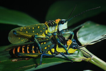 Spotted Grasshopper (Aularches Miliaris ) The tegmina are green with many yellow spots; the legs are blue, with a yellow serrated pattern on the hind femora. The abdomen is black with bright red bands