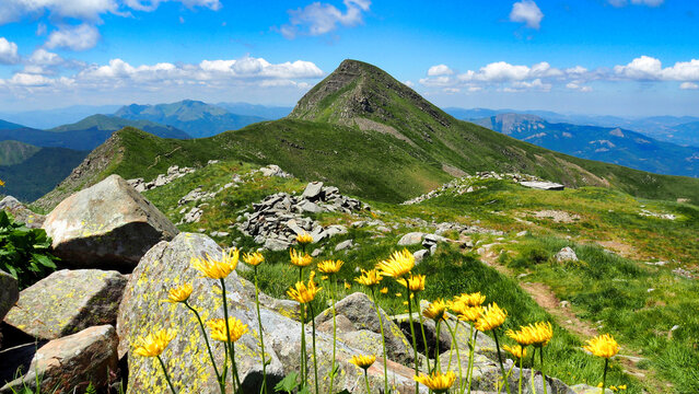 flowers in spring on Mount Cusna in the Reggio Emilia Apennines