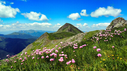 flowers in spring on Mount Cusna in the Reggio Emilia Apennines