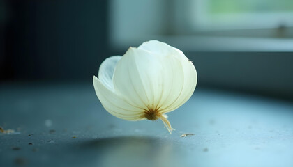 The Onion's Veil: A tight, elegant micro-shot of a single, translucent layer of a white onion, delicately hovering in the air. The camera is positioned to capture the soft, natural curve of the layer,