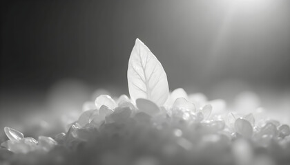 The Perfect Rice Grain: A macro, cinematic shot of a single, polished grain of uncooked rice, perfectly suspended. The camera is positioned to capture its elegant, elongated form and its pearlescent, 