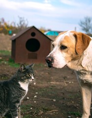 A cat and dog in a garden