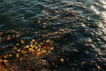 Leaves drift gently on a calm river surface during autumn in a serene natural setting