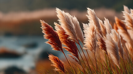 Pampas grass plumes in golden light