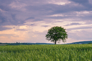 Einsamer Baum auf Wiese
