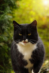 Close-up of a black and white cat with yellow eyes standing on autumn grass. The tuxedo cat looks alert and curious, surrounded by greenery and fallen leaves in a natural outdoor setting.