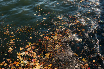 Colorful autumn leaves floating on the surface of a serene lake in a peaceful natural setting