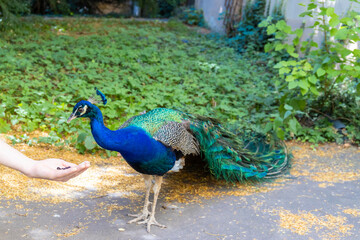 Fototapeta premium Male peacock bird with colorful feather. Peacock bird with colorful plumage in natural setting. Wildlife, nature, feathers, and exotic animal bird. Wildlife in summer outdoors.