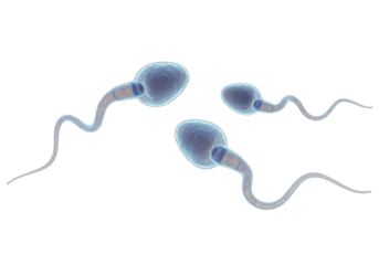 Isolated Sperm cells swimming toward fertilization, human anatomy, 3d rendering