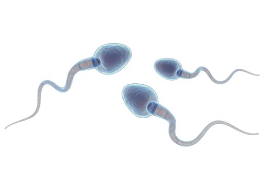 Isolated Sperm cells swimming toward fertilization, human anatomy, 3d rendering