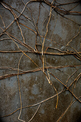 Abstract Close-Up of Dry Ivy Vine Against Concrete Texture Background