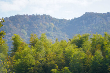 Green bamboo stalks sway gently in the breeze against the backdrop of a hazy mountain landscape under a pale sky.