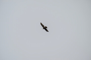 the western marsh harrier soars through a clear sky with wings fully extended in graceful flight.