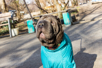 gray shar pei, medium-large dog, muzzle close-up, dirty nose in ground, blue overalls, on walk,...