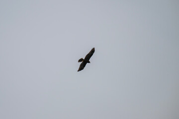 the western marsh harrier soars through a clear sky with wings fully extended in graceful flight.