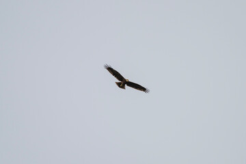 the western marsh harrier soars through a clear sky with wings fully extended in graceful flight.