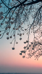 Subtle pastel dawn sky with silhouette of flowering tree branches overhead.