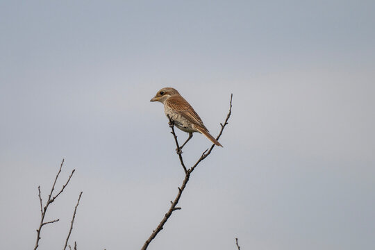 Small red-backed shrike bird perched on bare spring branches against a pale, overcast sky. - Powered by Adobe