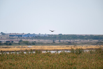 A lone bird of pray soars above a quiet wetland with tall grasses and distant urban buildings under an overcast sky.