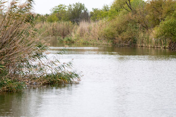 Calm river winds through lush greenery and tall grasses in a peaceful wetland setting.