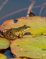 Frog perched on vibrant lily pad, shallow water background