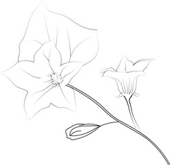 Minimalist single ivy flower drawings, ivy flower vector art, drawing outline flowers tattoo, small ivy flower tattoo, ink illustration clipart isolated on white, flower coloring sheet