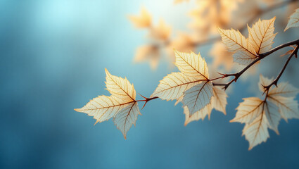 autumn leaves in the sun