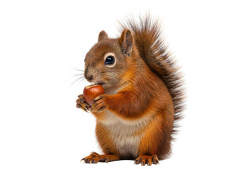 Obraz premium Isolated Cute Squirrel with a Nut in Hands Adorable Red Rodent Sitting in Studio View