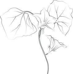 Vector sketch of an ivy flower. Vector illustration of a Beautiful flower with a bouquet of ivy flowers and leaves.vintage floral vector illustration, detailed flower printable coloring pages