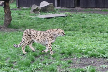 Cheetah Walks Gracefully Through Green Grass in a Natural Habitat Setting