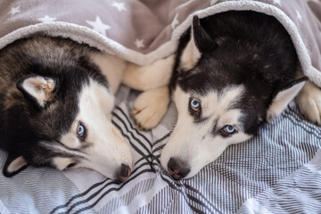 Relaxed huskies with sleepy mood cuddle together The sleepy eyes of huskies show sleepy comfort in a cozy home scene