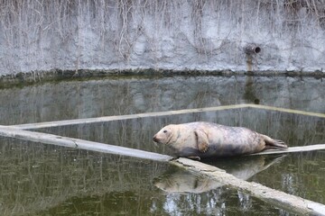 Gray Seal Rests on Wooden Platform Near Still Water in a Coastal Area