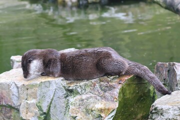 Otter Lounging on a Rock Near Water During a Sunny Afternoon