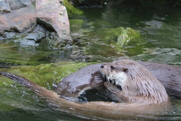 Otters Playfully Interact in a Serene Water Setting During a Sunny Afternoon