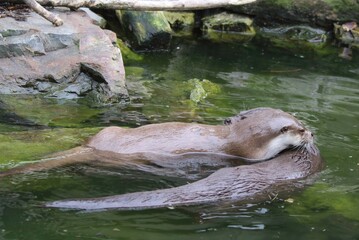 Two Playful Otters Swimming in a Serene Pond on a Sunny Afternoon in Nature