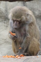 Baboons Enjoy a Snack in a Natural Habitat During the Afternoon