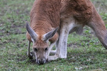 Kangaroo Grazing on Grass in a Natural Setting in the Afternoon Light